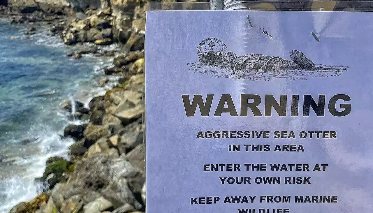 Nutria roba a surfista su tabla en una playa de California