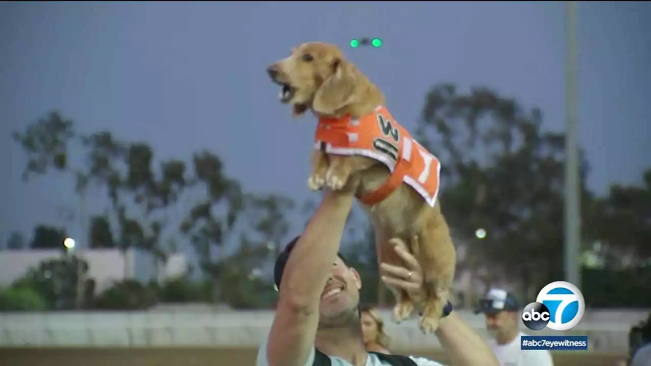 Wienerschnitzel race crowns fastest wiener dog in the West