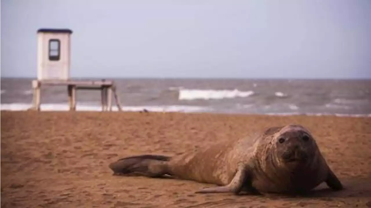 Hay más de 100 mil lobos y elefantes marinos en la costa sur de Chubut