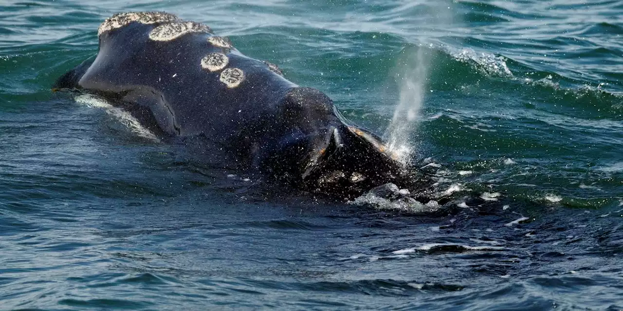 Vanishing whale’s decline worse than previously thought, feds say