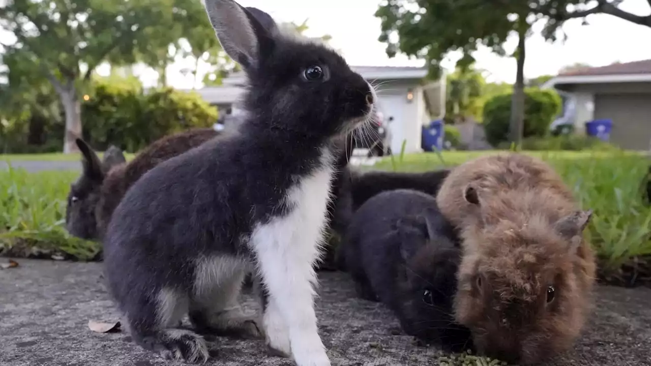 Fuzzy invasion of domestic rabbits has a Florida suburb hopping into a hunt for new owners