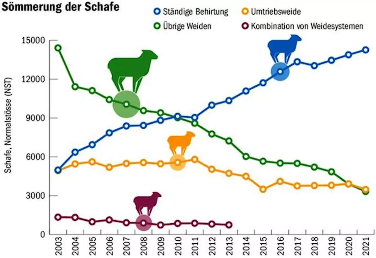 Der Trend zu ständiger Behirtung von Schafalpen setzt sich fort - bauernzeitung.ch