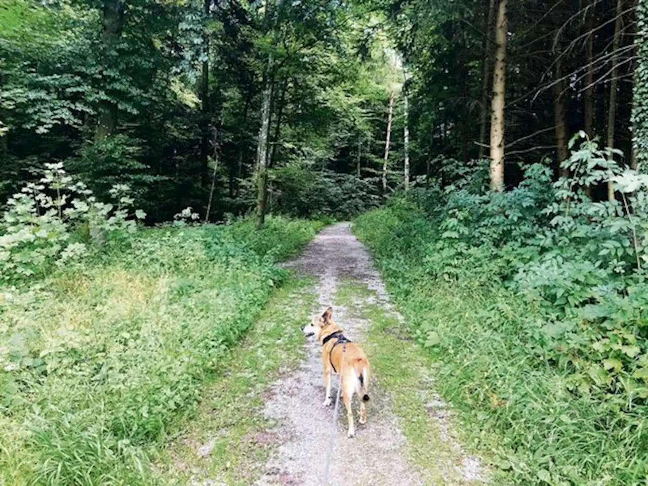 Leinenpflicht für Hunde – Bei Fuss wird auch in Bern ein Muss - bauernzeitung.ch