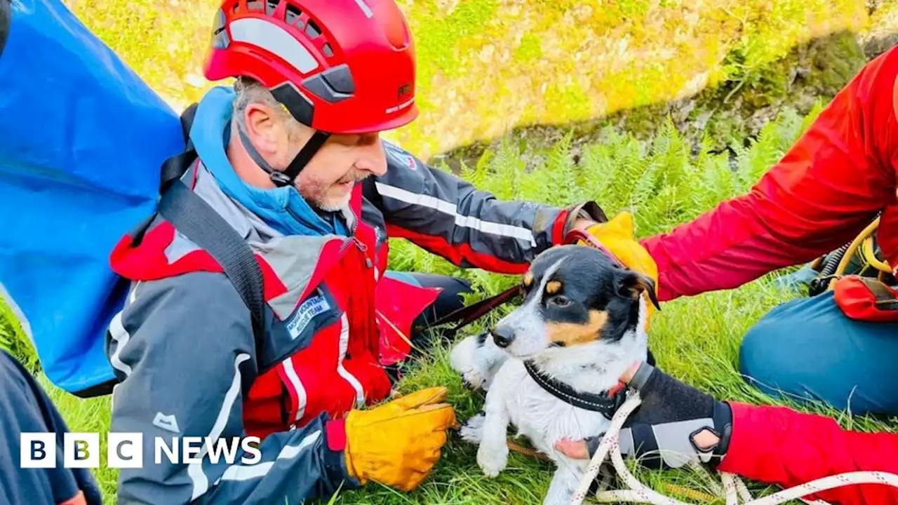 Dog rescued after 60m waterfall plunge near Moffat