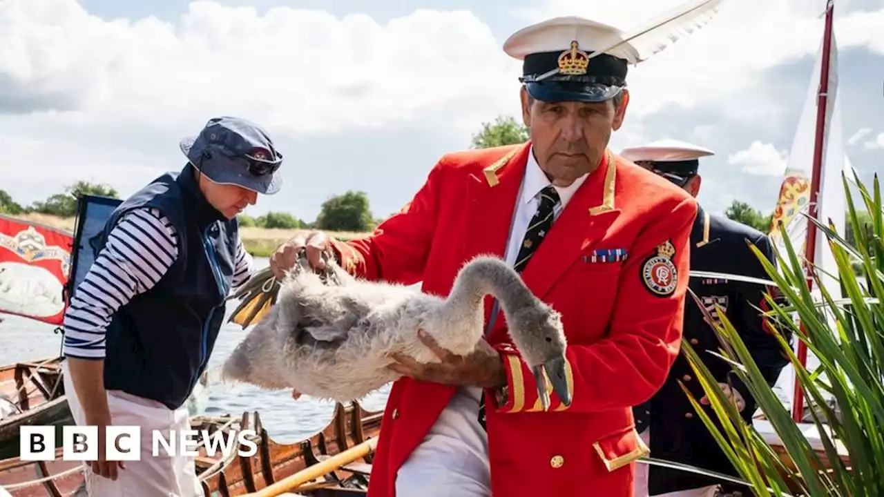 'Swan upping' makes quirky royal trip up Thames