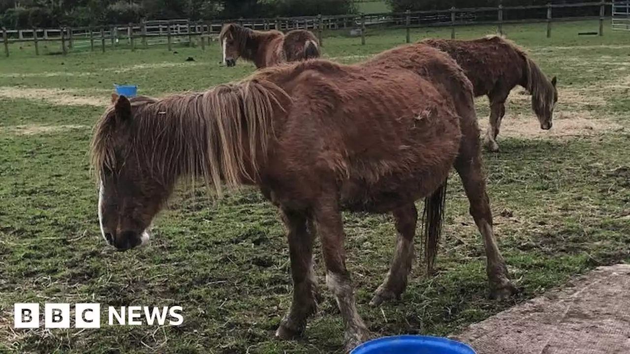 Gelligaer: Ponies found in 'terrible' condition are rescued