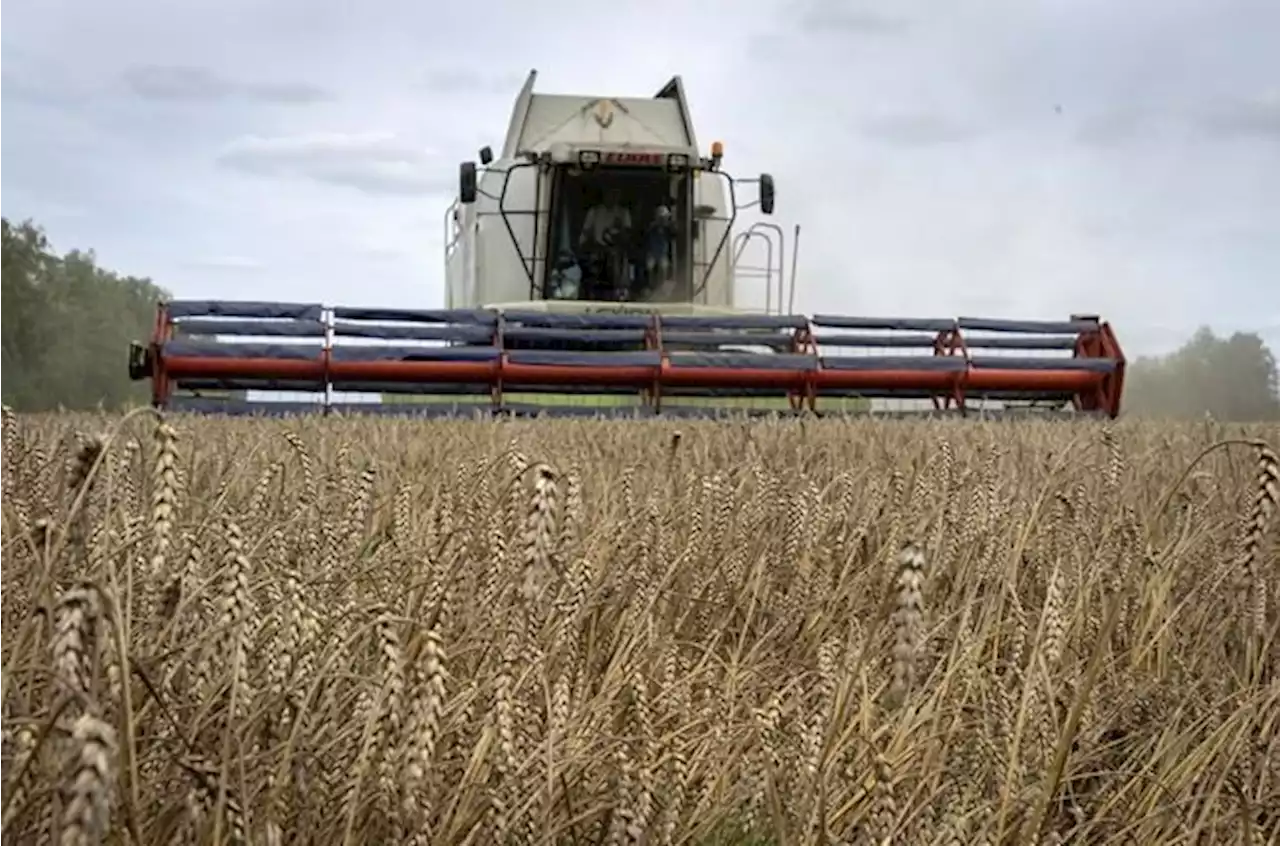 Why allowing Ukraine to ship grain during Russia's war matters to the world