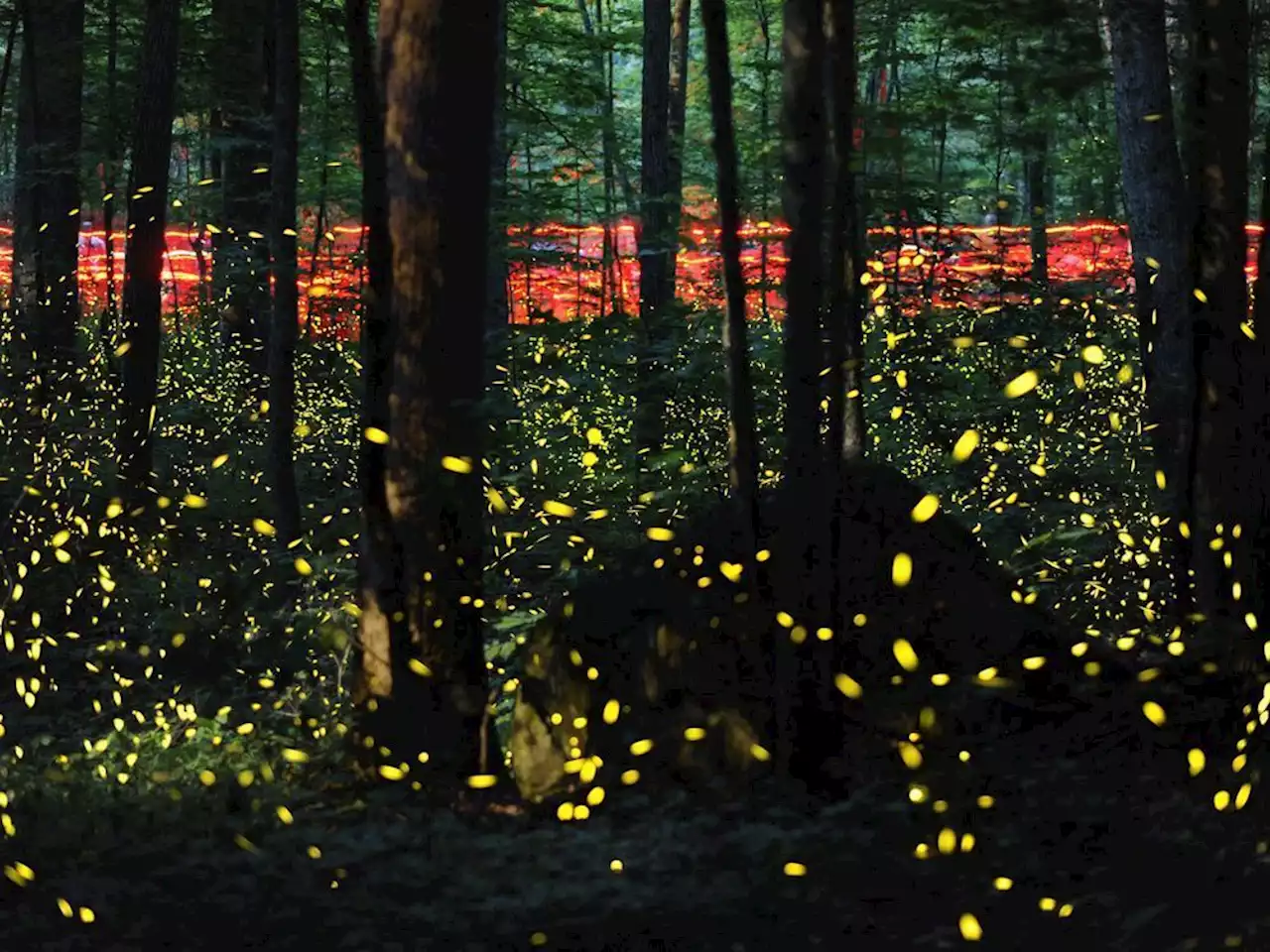 Fade into the night: Fireflies facing threats from climate change and light pollution