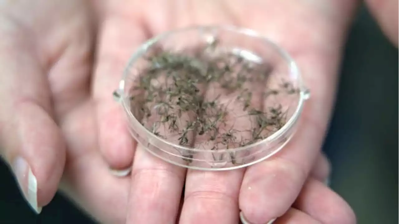 The urban mosquito is thriving farther north than it's ever been, and scientists are worried | CBC News