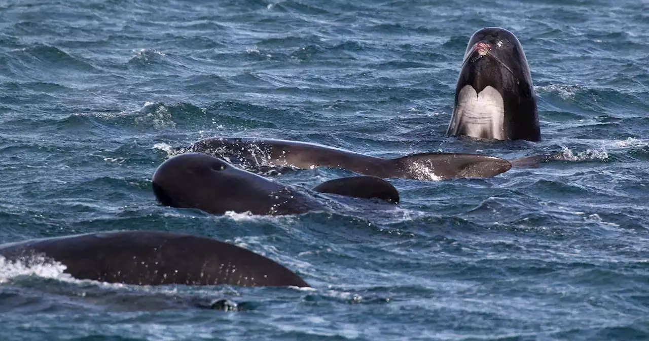 More than 50 whales die after stranding on Scottish isle