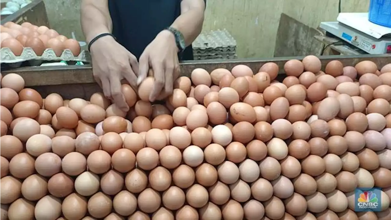 Harga Telur Ogah Turun, di DKI Tembus Rp 33 Ribu/Kg