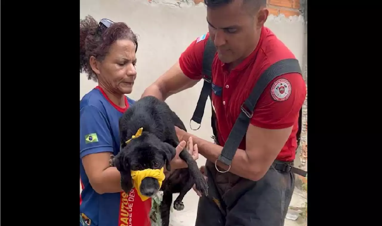 Incêndio em abrigo de cães no ES deixa dono ferido e 12 animais mortos