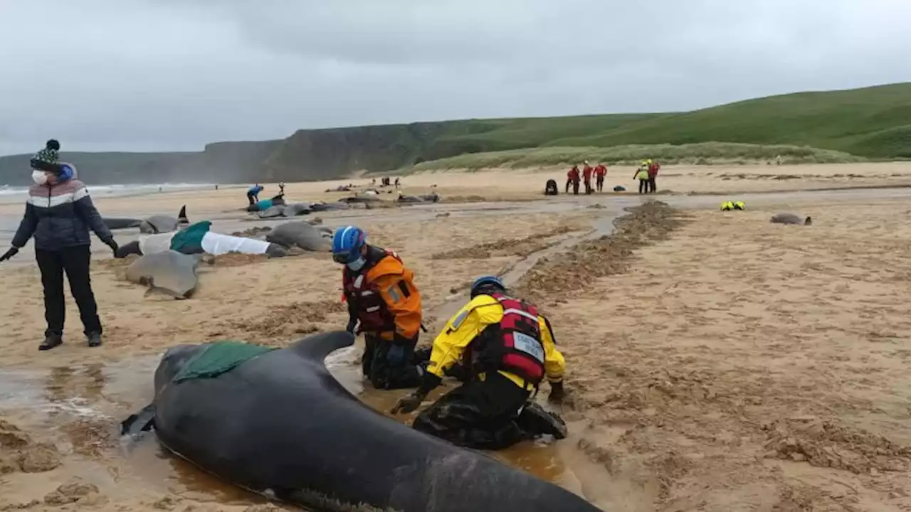 More than 50 pilot whales die after mass stranding on Scottish island | CNN