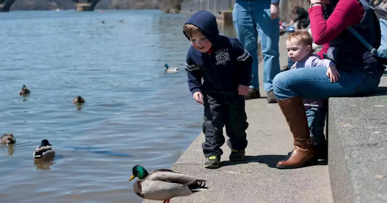 États-Unis. Gertrude, le canard domestique devenu mascotte