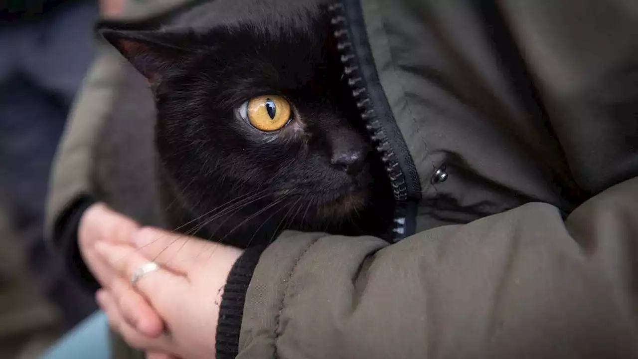 Krankheiten: Viele Fälle von Vogelgrippe-Infektionen bei Katzen in Polen