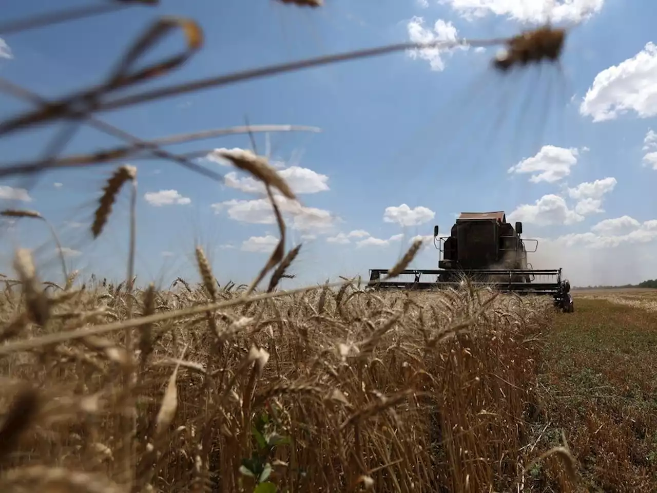 Russia terminates Ukraine grain-export deal, putting global food supplies in crosshairs