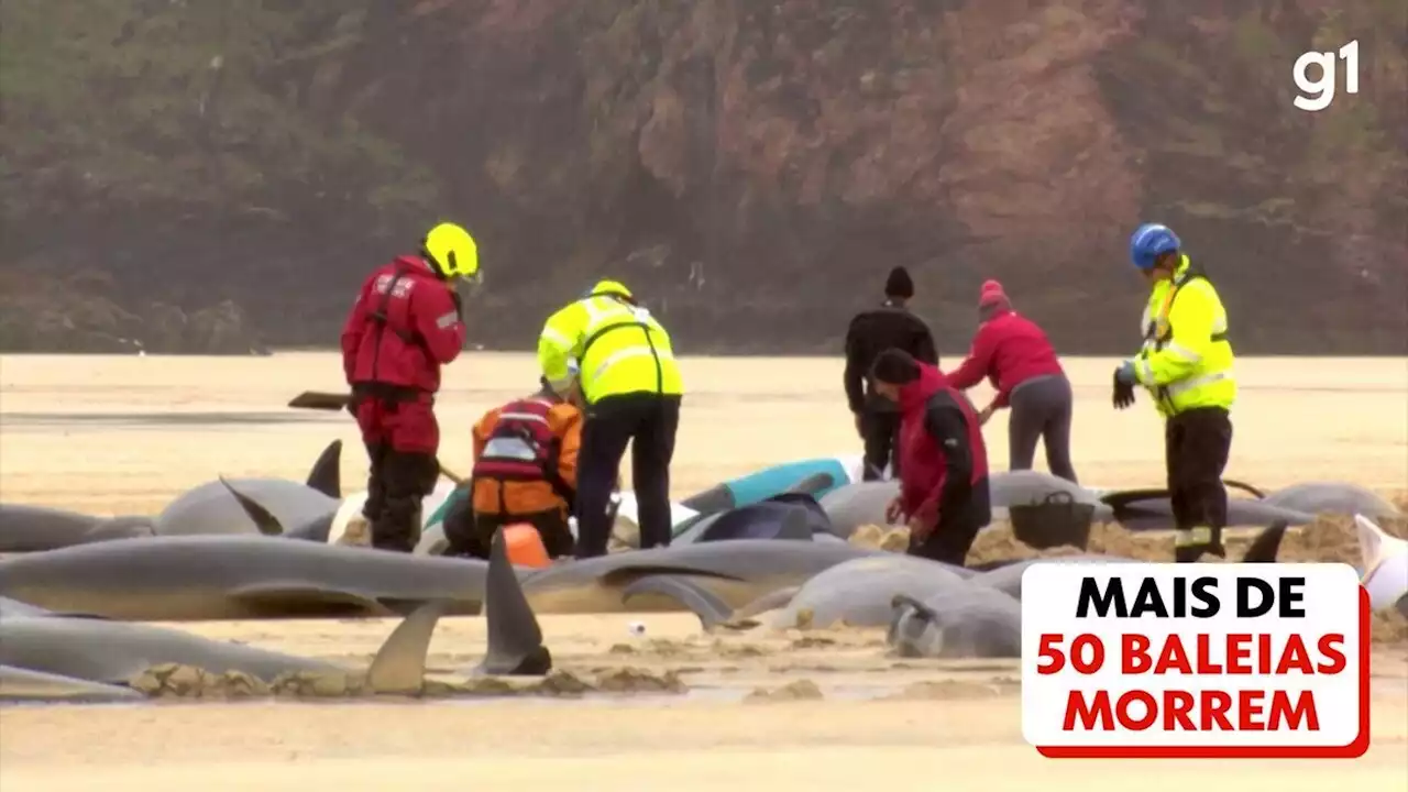 Baleia grávida encalha, e outras 50 da mesma espécie morrem em praia da Escócia; VÍDEO