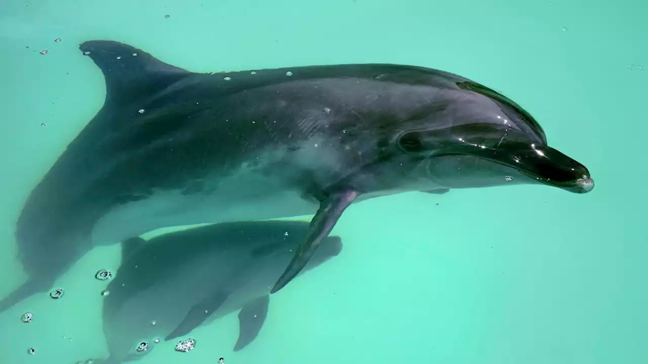 Dolphin Rams and Bites Japanese Beachgoers, Opening New Front in Ocean Rebellion