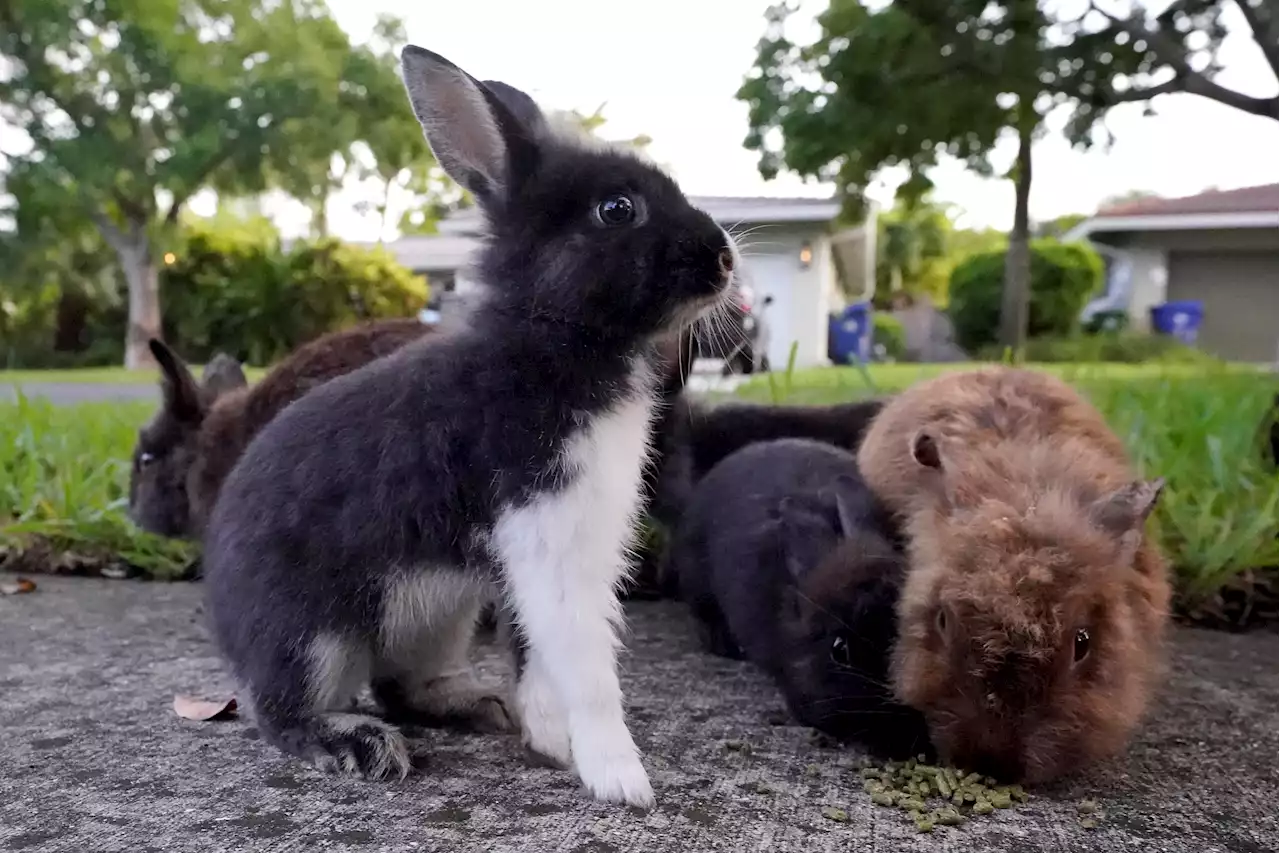 Domestic Rabbits Invade Florida Suburb Thanks To Illegal Breeder