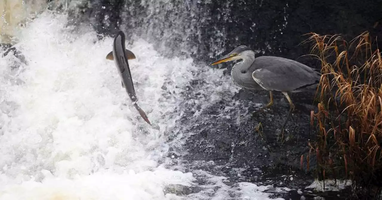 Heavy rainfall causes river swimming area to close amid high levels of bacteria