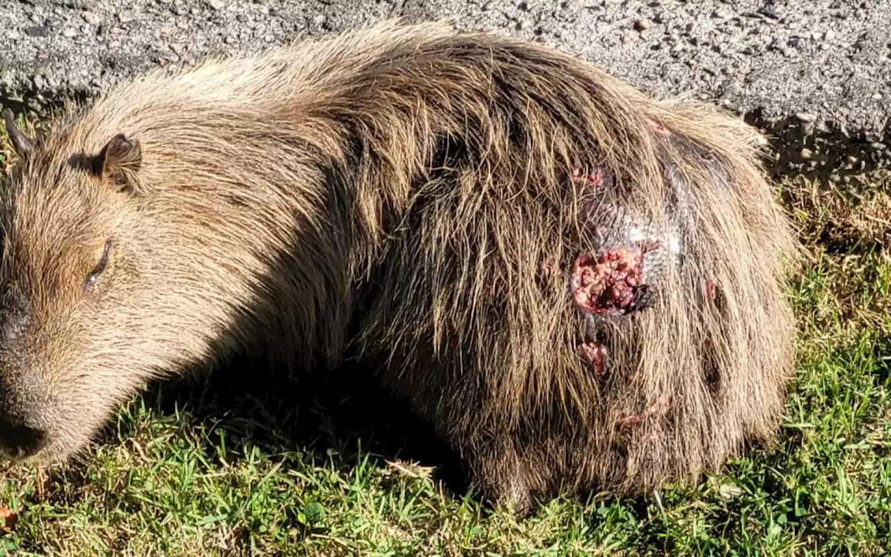 Capivara é encontrada com ferimentos na Lagoa Rodrigo de Freitas | Rio de Janeiro | O Dia