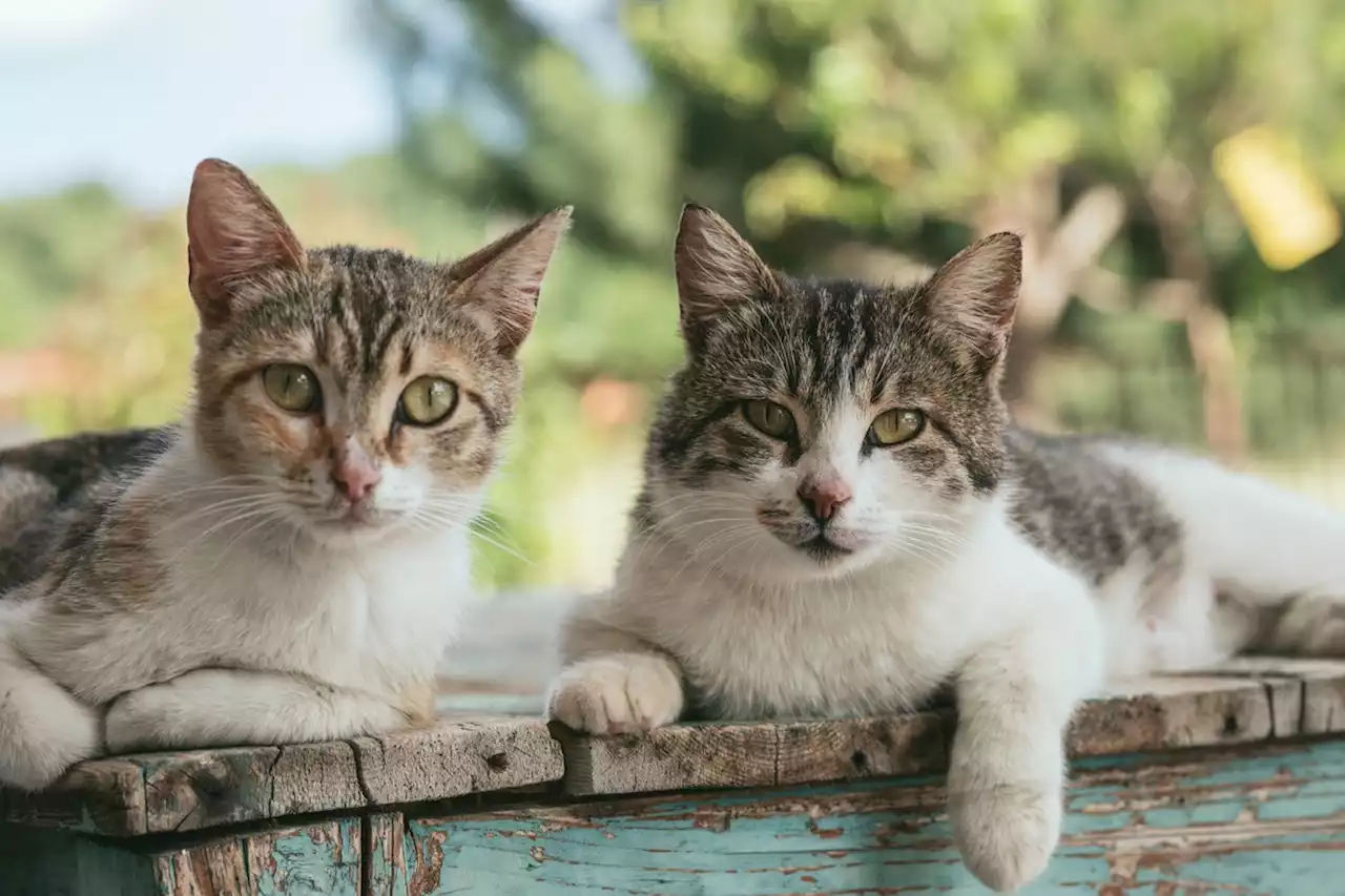 Gripe aviária: OMS confirma primeiro surto do vírus entre gatos, na Polônia