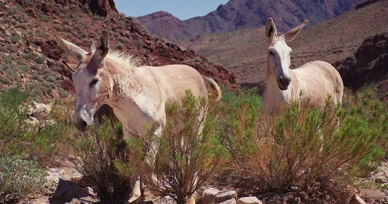 $1K reward for information about killing of wild burros