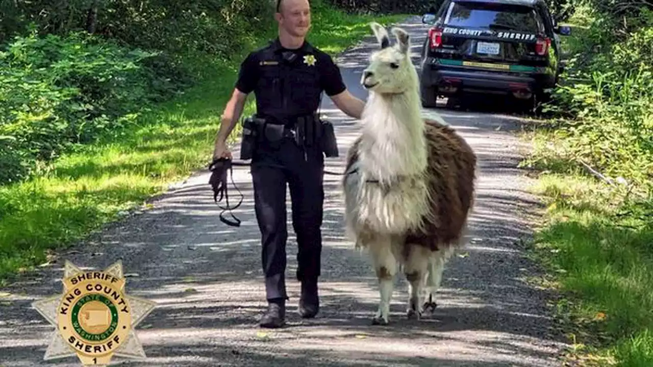 Escaped llama causes drama for King County deputy