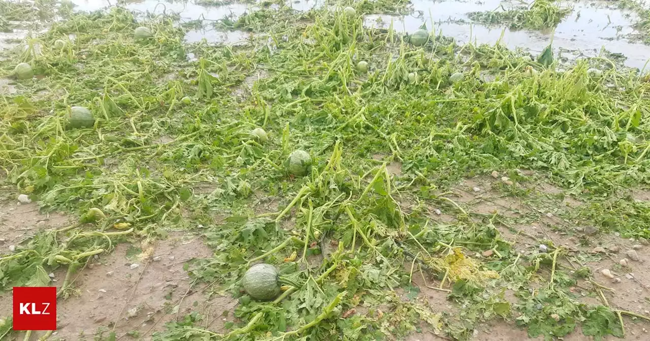 In mehreren Bundesländern - Schwere Unwetter: Abermals Millionenschäden in der Landwirtschaft