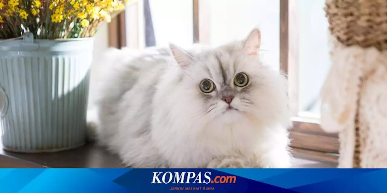 4 Penyebab Kucing Tidak Mengeong yang Perlu Diketahui Pemilik