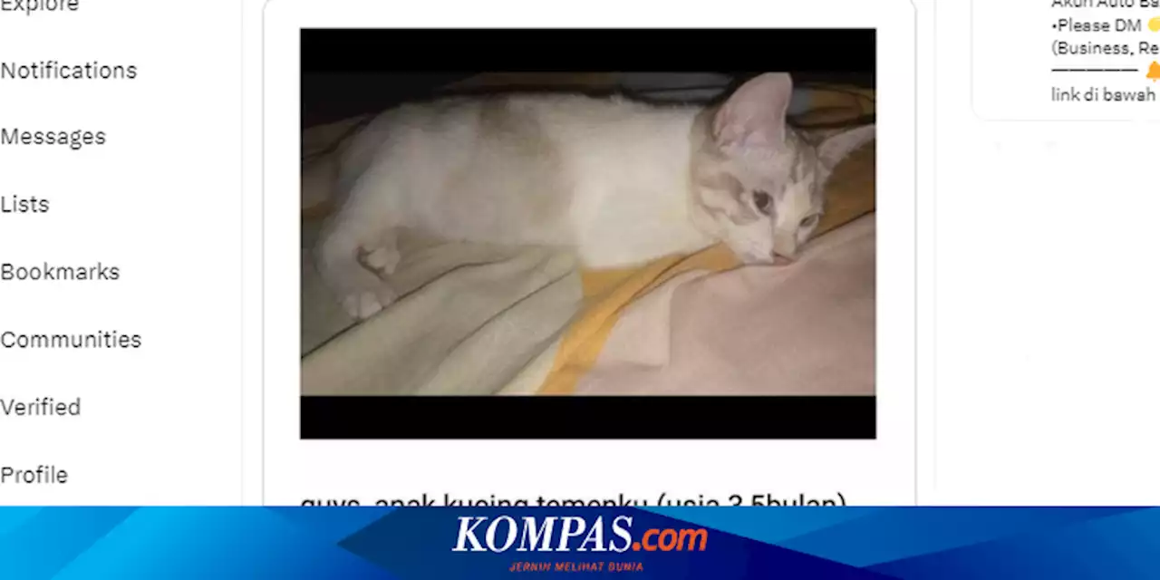 Cara Mengatasi Anak Kucing Trauma, Bawa ke Dokter jika Ada Tanda Ini