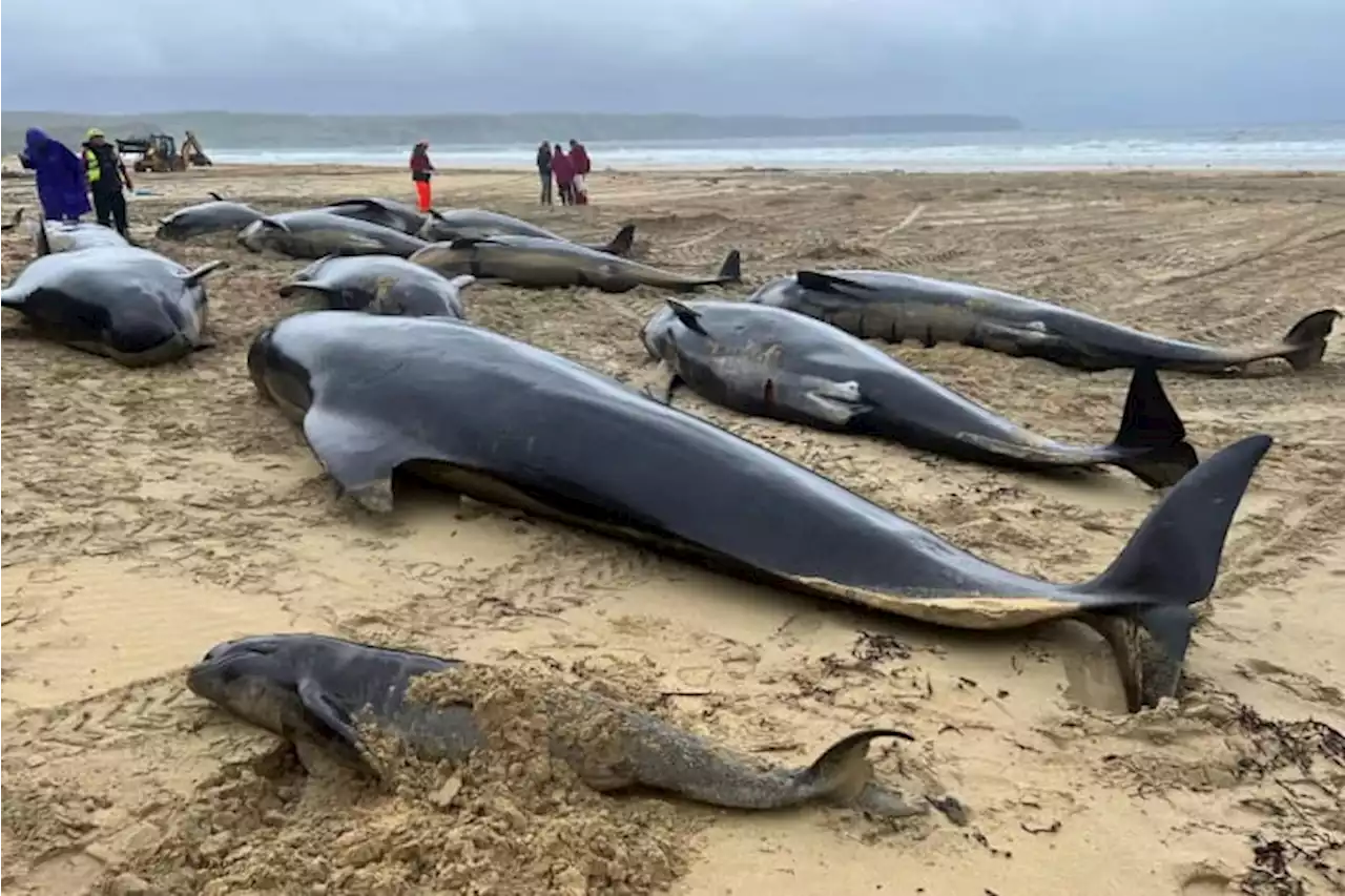 Pod of 55 pilot whales die after being stranded on a beach