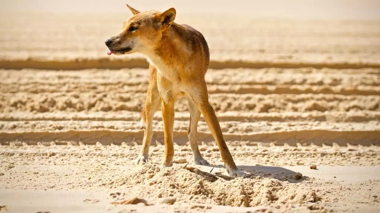 Wilde Hunde hetzen junge Joggerin bis ins Meer