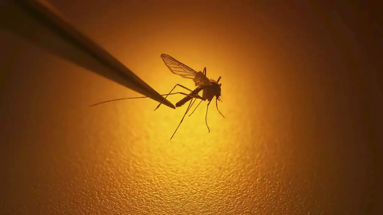 West Nile virus found in Syracuse mosquito pool