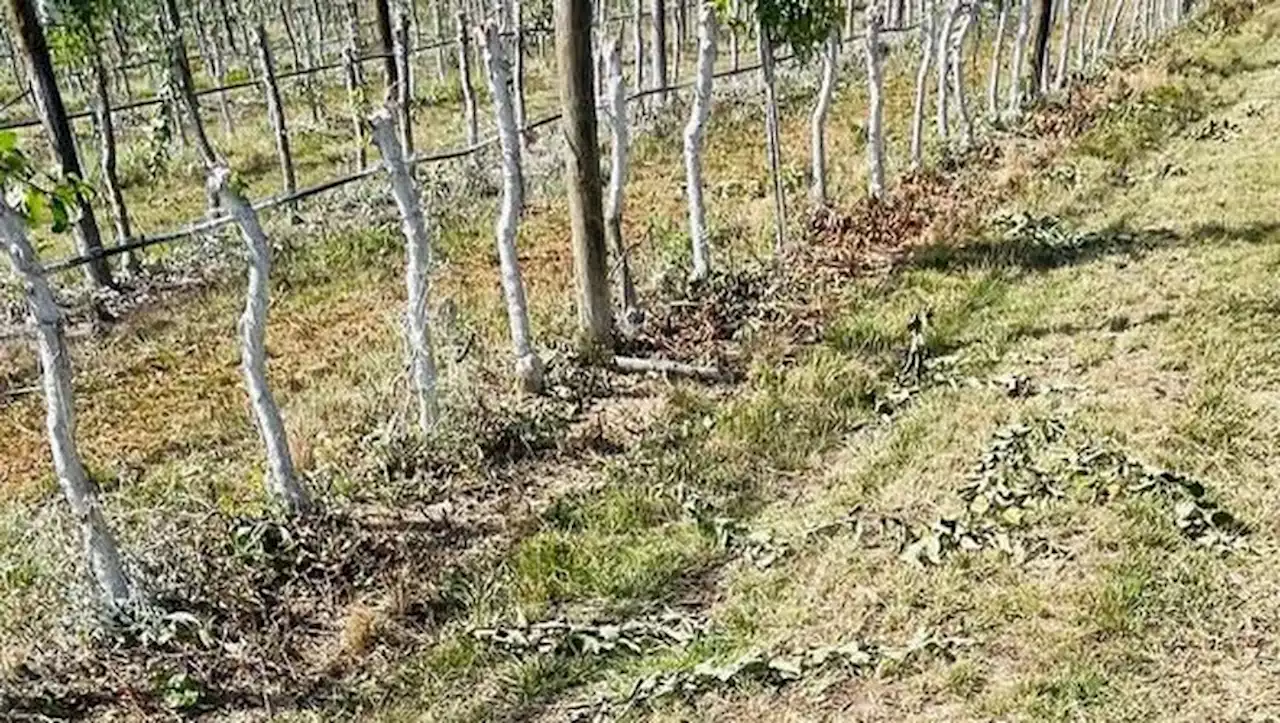 7 500 pommiers saccagés à Lavaur : 'Un peuple en état de légitime défense'... Un mystérieux collectif revendique l'action