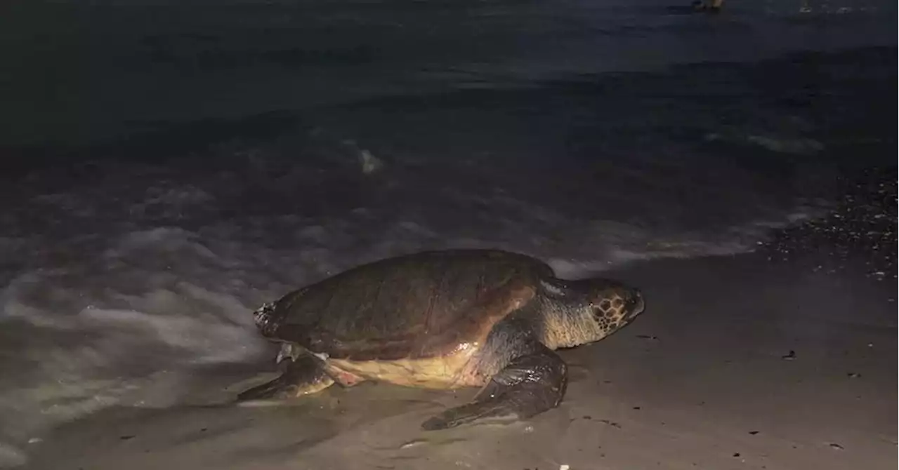 VIDEO. 'On a vu une masse sortir de l’eau' : ils assistent à la ponte d'une tortue sur une plage de Saint-Cyr