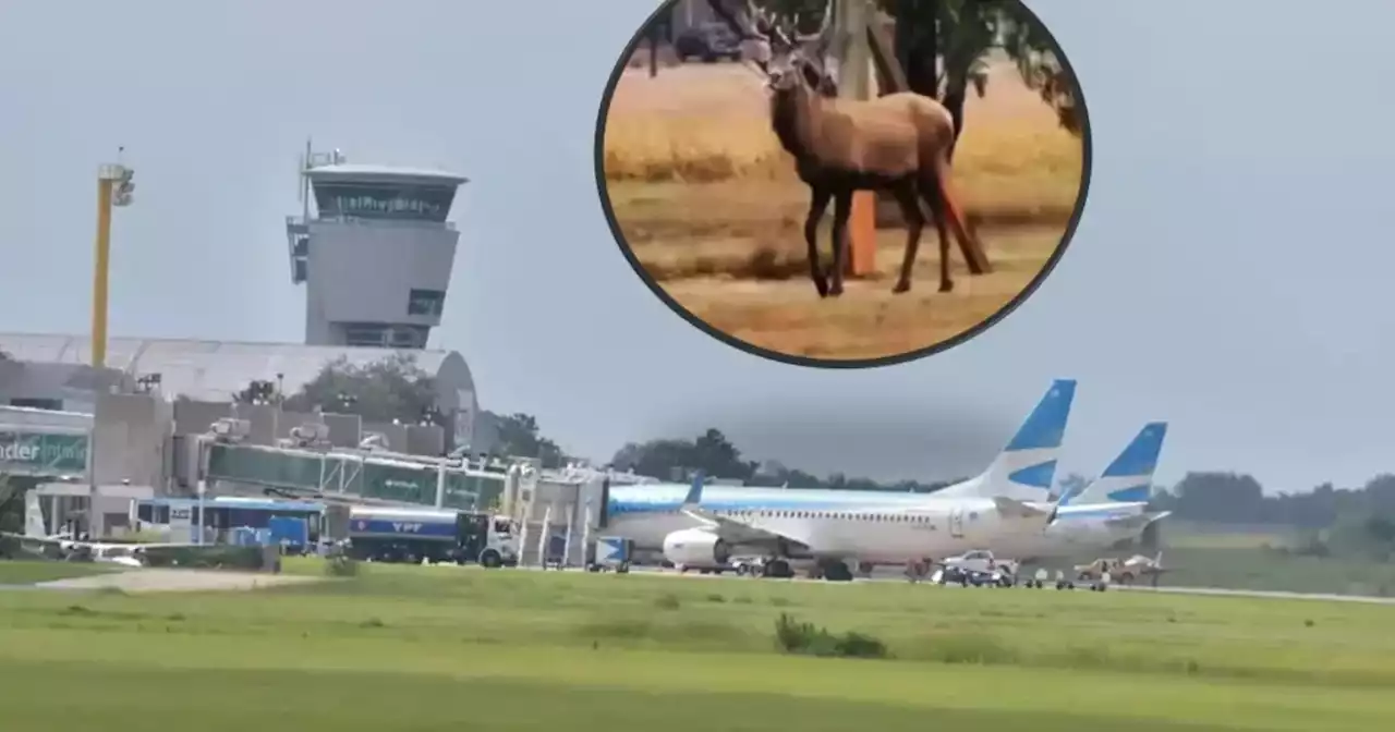 Apareció un ciervo en el aeropuerto de Córdoba: montarán un operativo para intentar atraparlo | Sucesos | La Voz del Interior