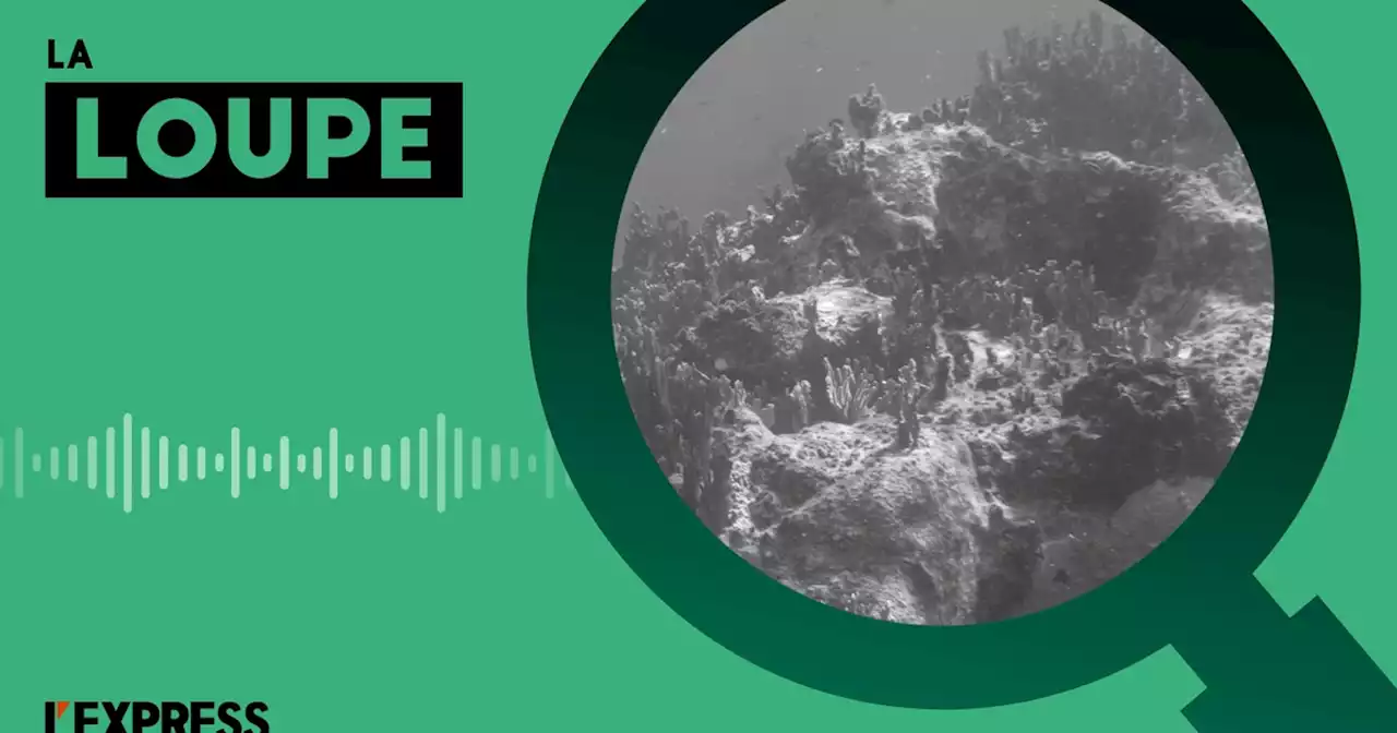Océans : l’exploitation des mines en pleine mer, un business dangereux pour notre écosystème
