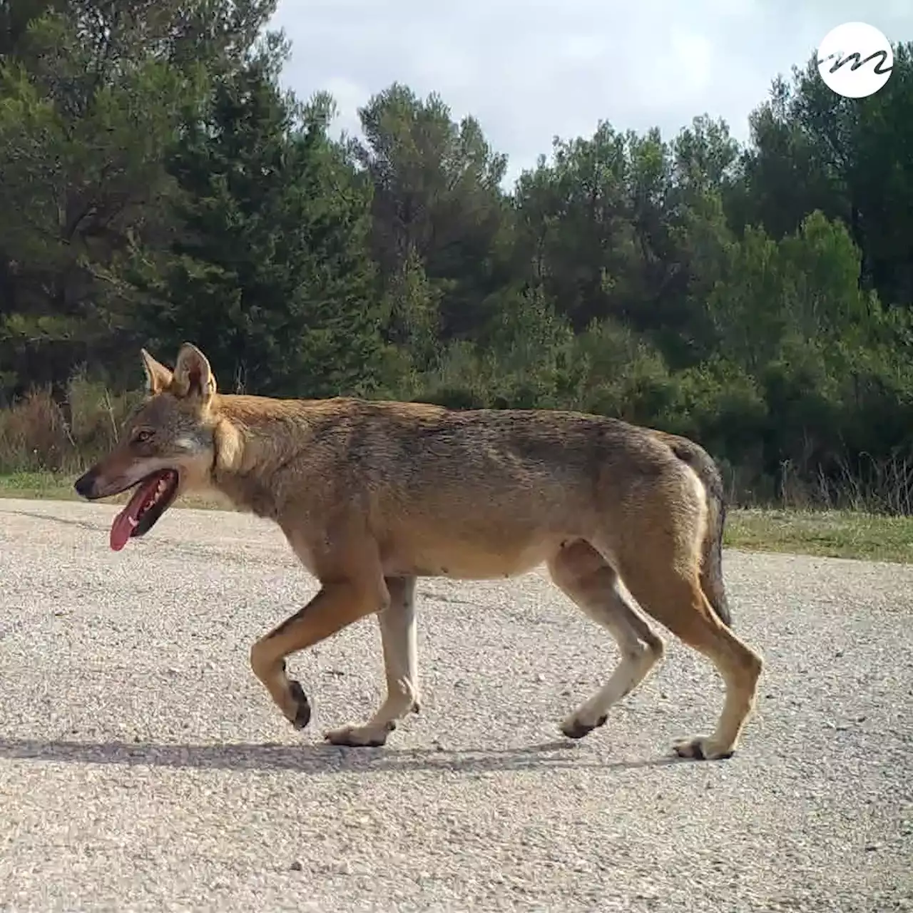 Vidéo | Entre loups et chars d'assaut, bienvenue à Carpiagne dans le parc des Calanques