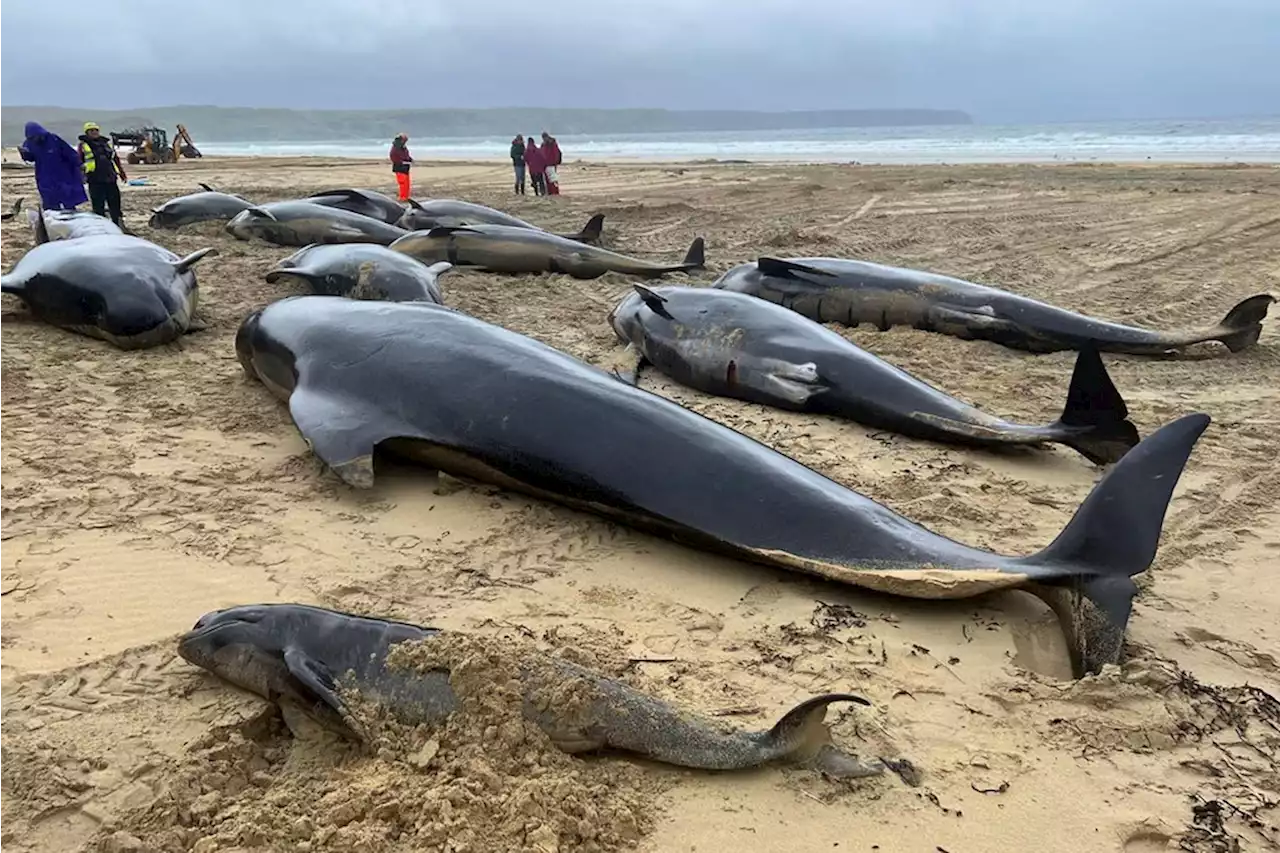 55 pilot whales die stranded on a beach in Scotland