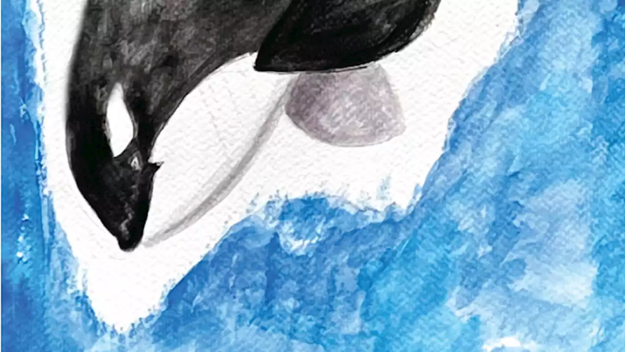 World Orca Week: A look at the ocean’s largest predator