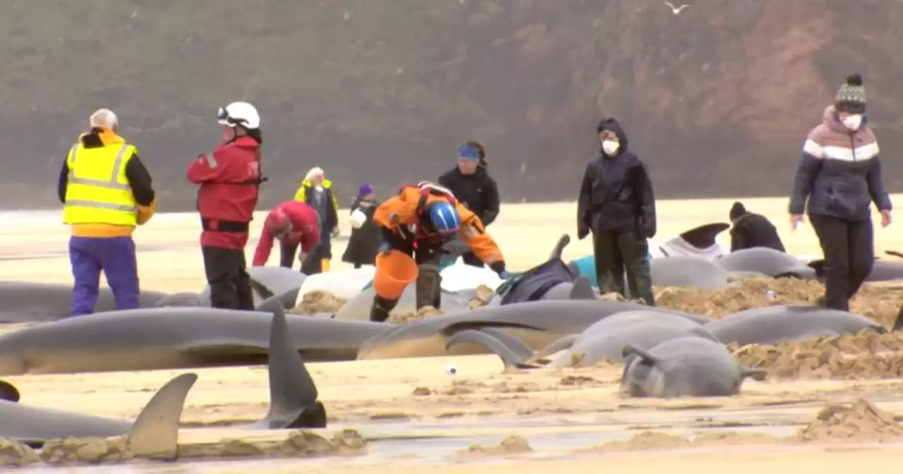 All 55 whales on Scottish beach die after 'mass stranding'