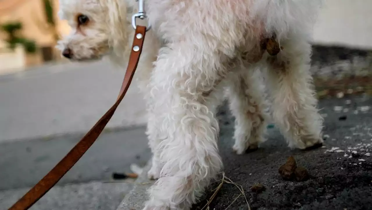 'C'est juste dégueulasse ces crottes !' : un passeport génétique pour les chiens du centre-ville de Béziers obligatoire à la rentrée