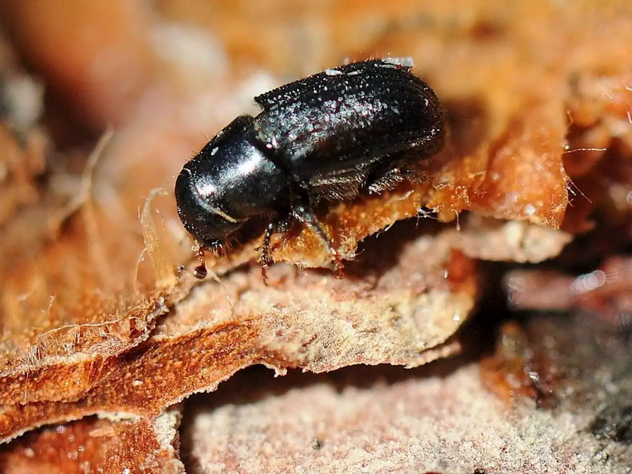 Alberta wildfires having positive impact on mountain pine beetle population