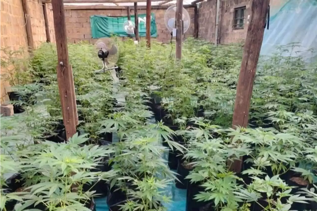 Durban police stumble upon R10m dagga processing lab | News24