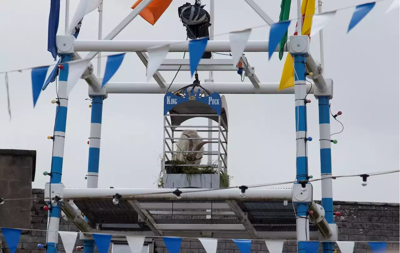 Puck Fair changes criticised: 'The goat was looked after better than any king'