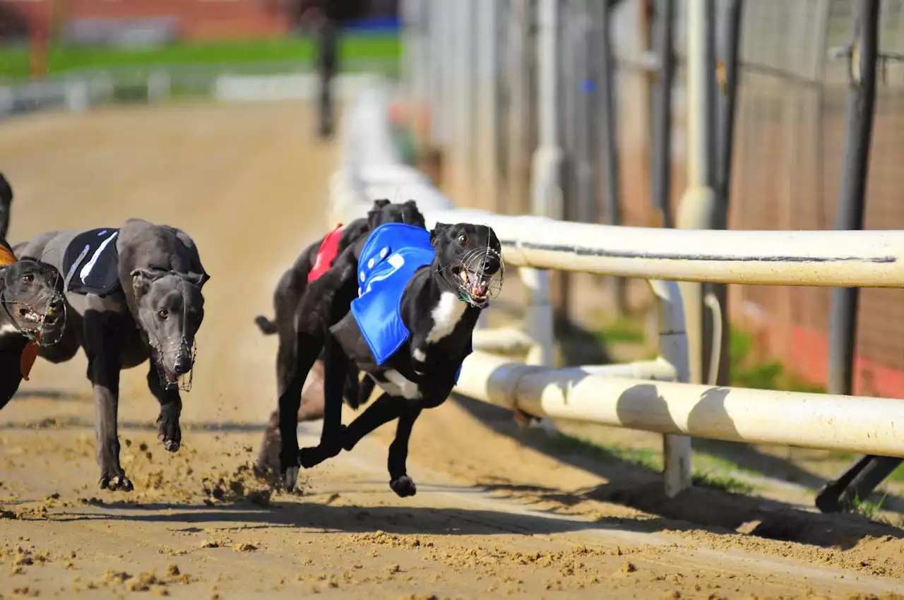 ‘We have to end the funding’ – Death knell of greyhound racing ‘being rung as we speak’