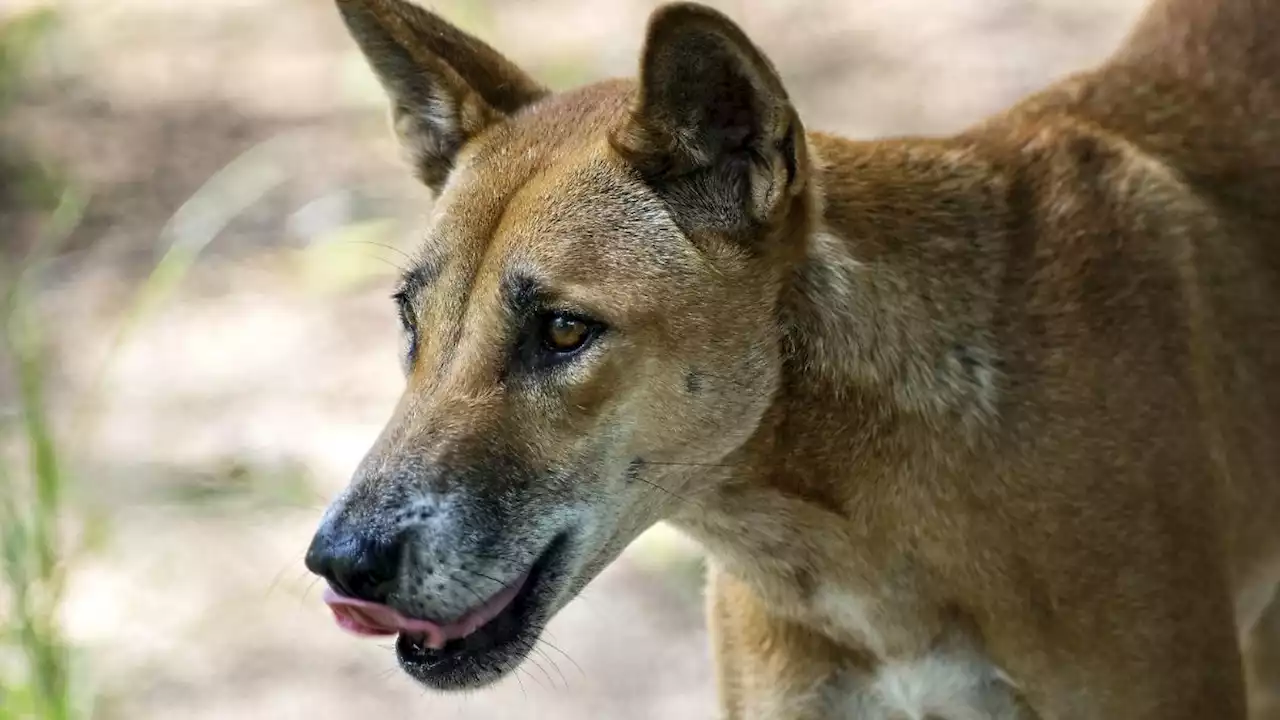 Dingos attackieren Joggerin in Australien