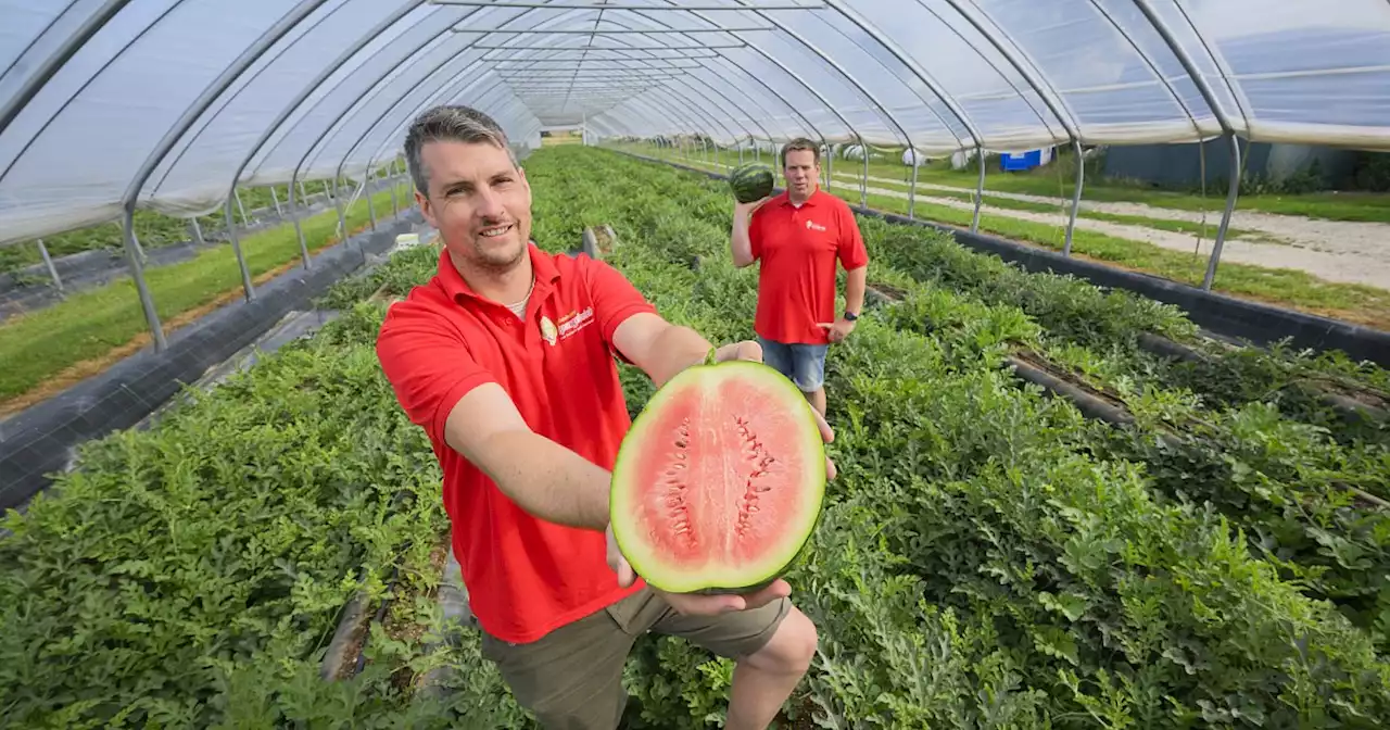 Landwirte in Niedersachsen ernten bald Wassermelonen