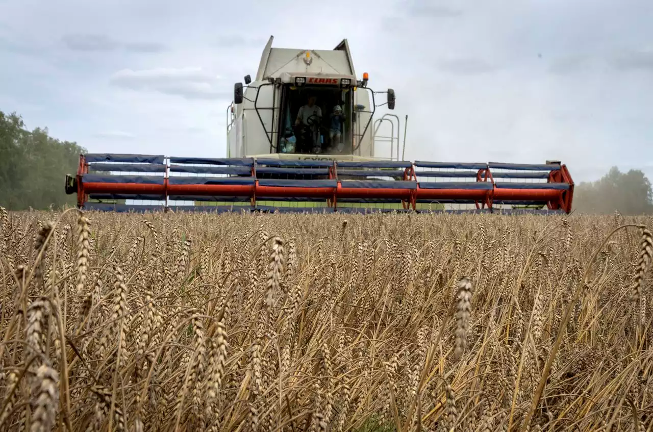 Why allowing Ukraine to ship grain during Russia’s war matters to the world